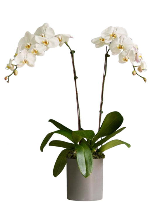 White Double Orchid in a vase