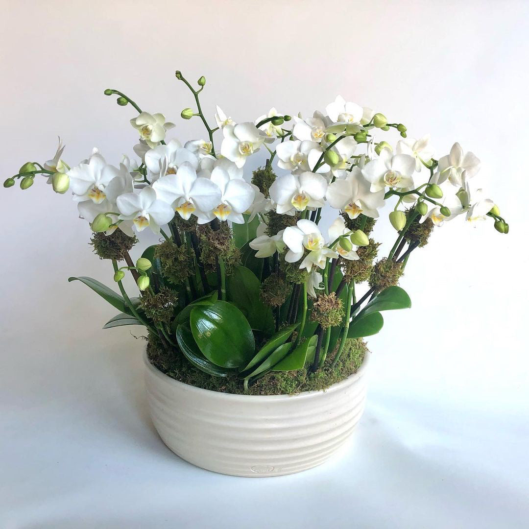 Mini Orchid Elegance