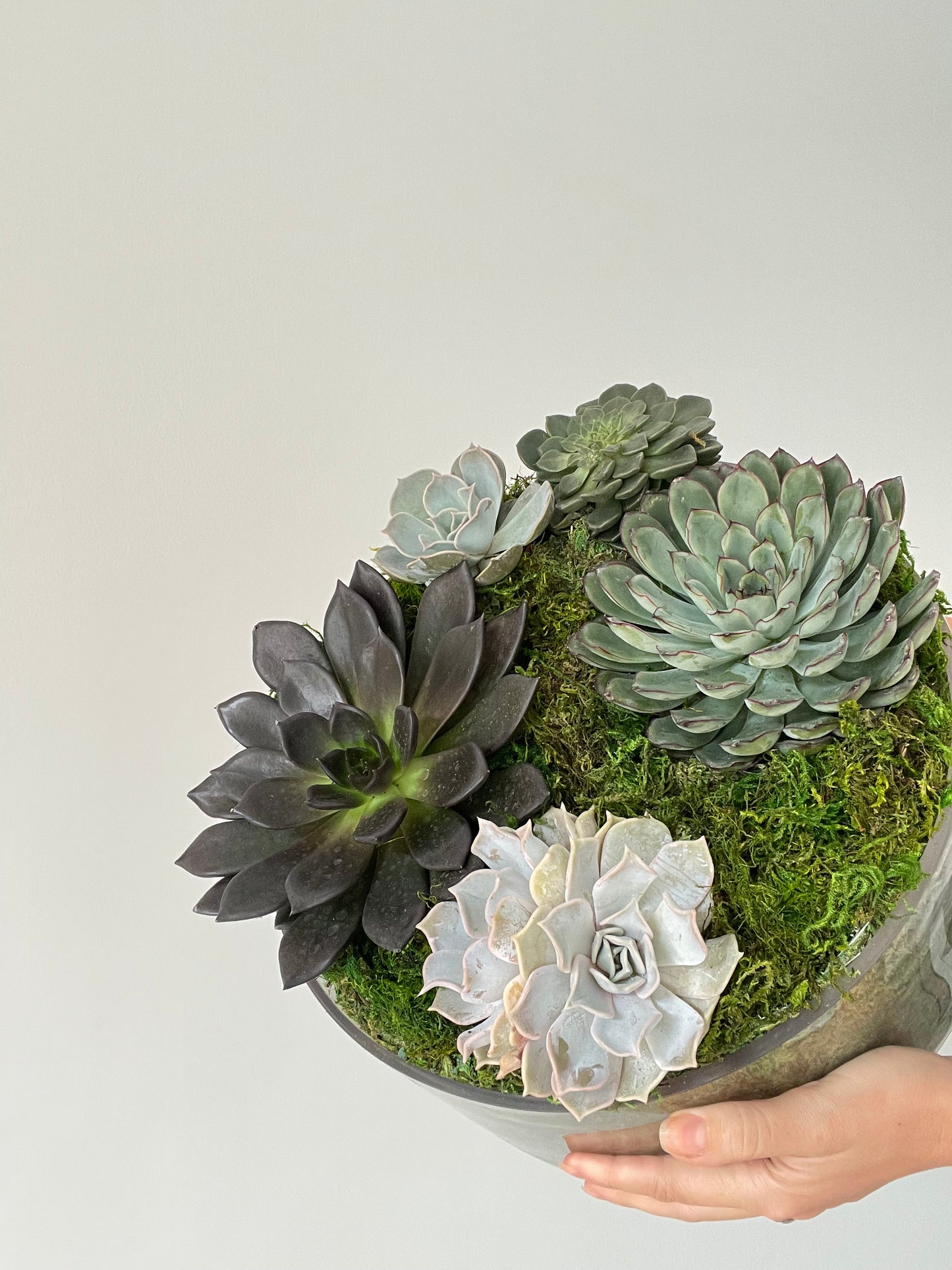 Succulent Garden arrangement, Large size