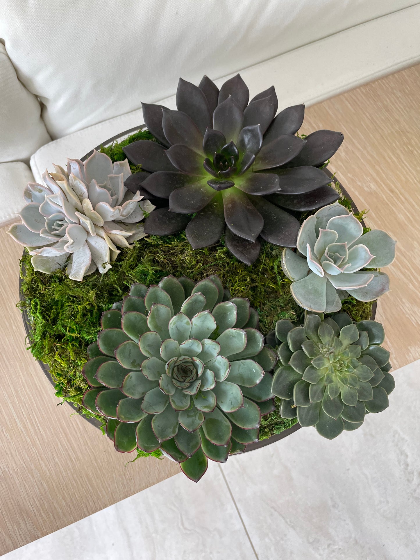 Succulents Garden arrangement