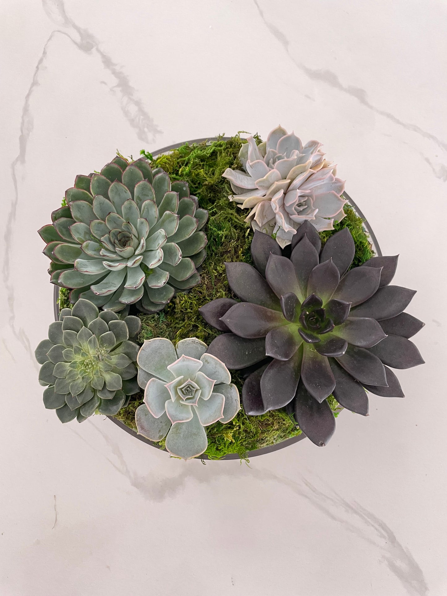 Succulents Garden arrangement