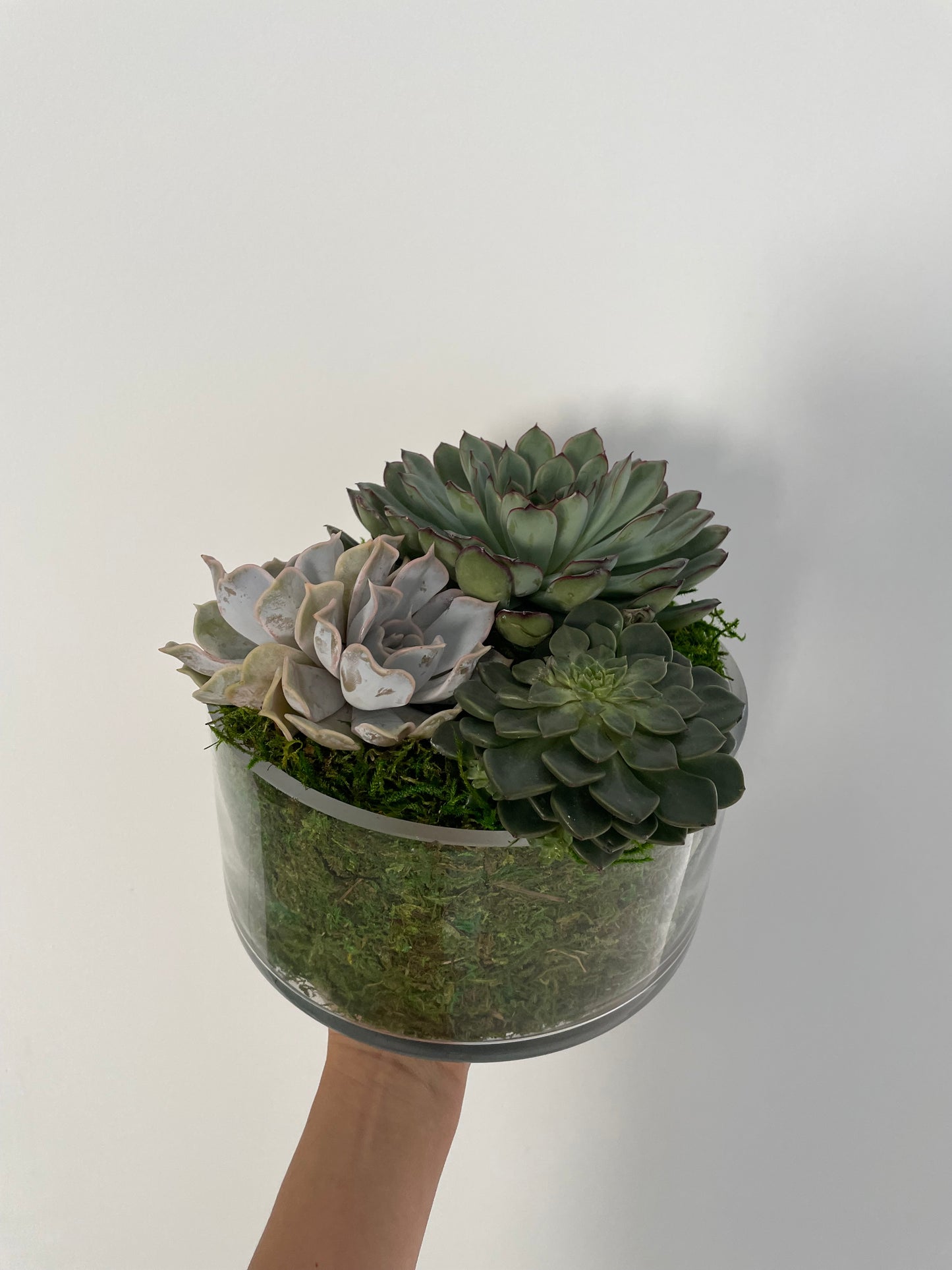 Succulents Garden arrangement