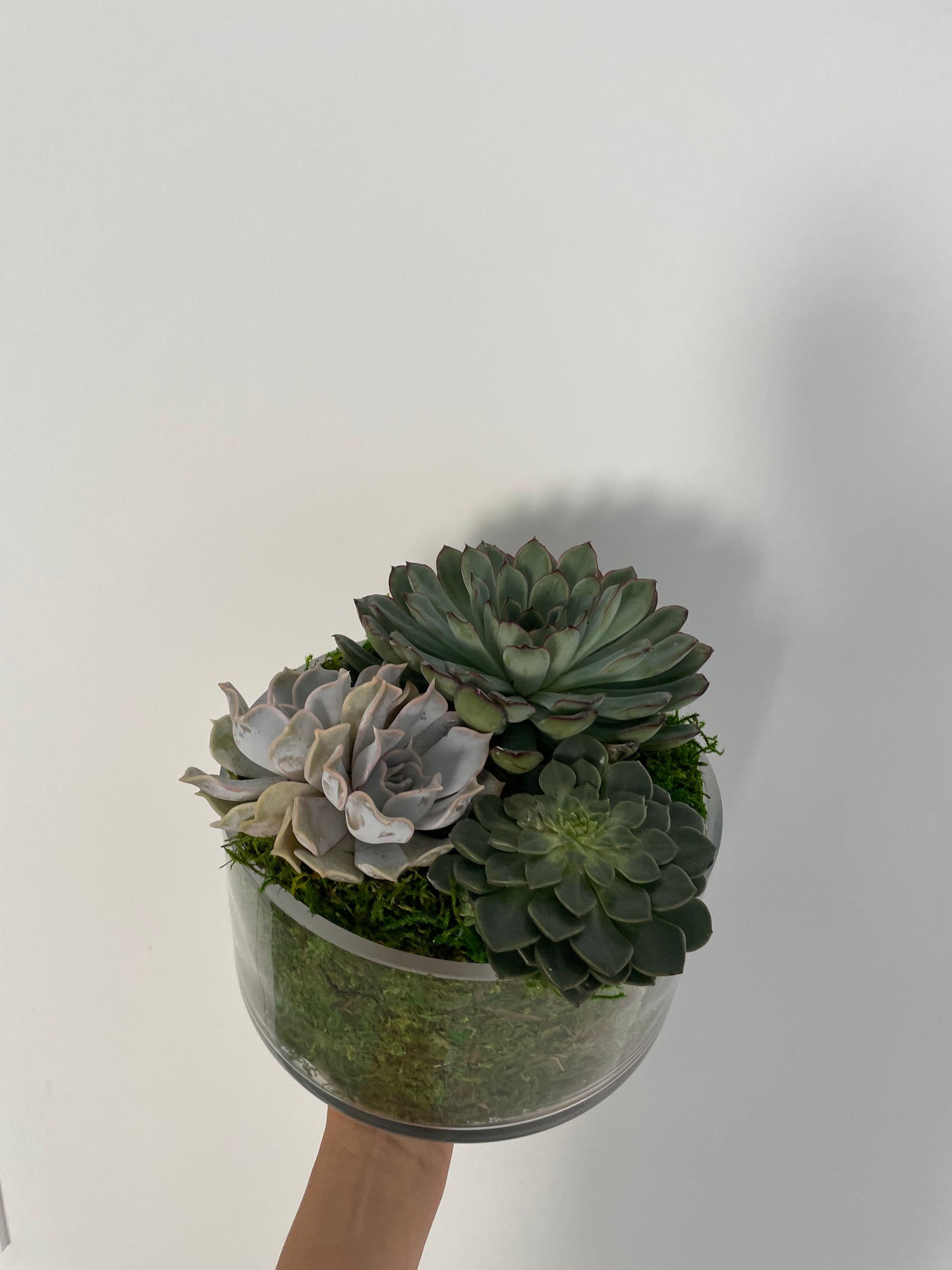 Succulents Garden arrangement