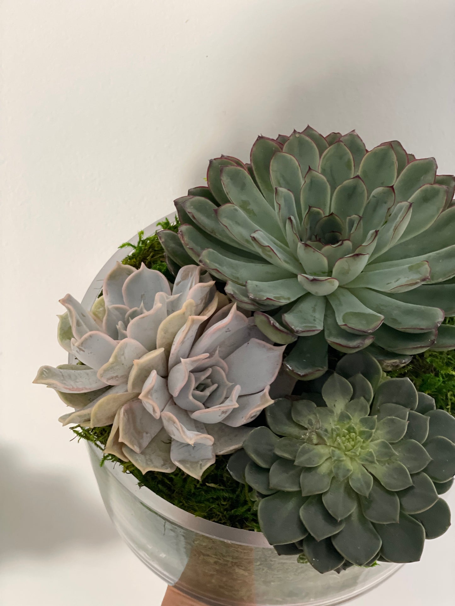 Succulent Garden arrangement, Medium size