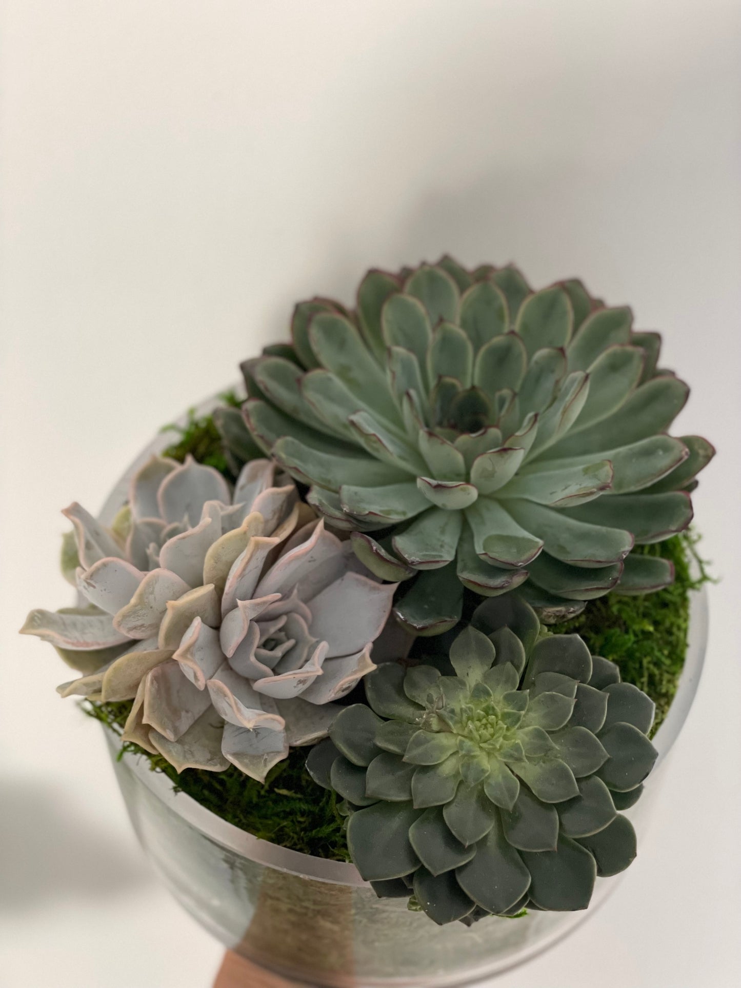 Succulents garden arrangement