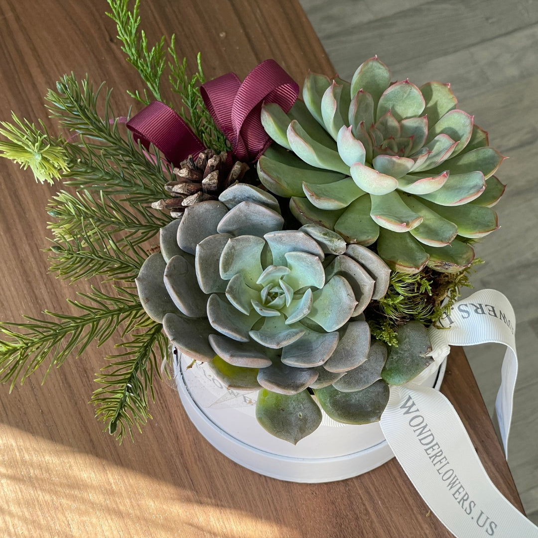 elegant succulent Chic Succulent Treasure