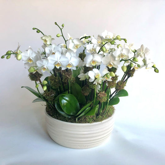 Mini orchids arrangement