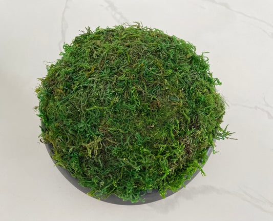 Evergreen moss arrangement