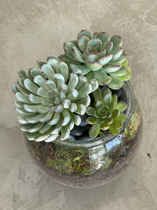 Succulent beauty