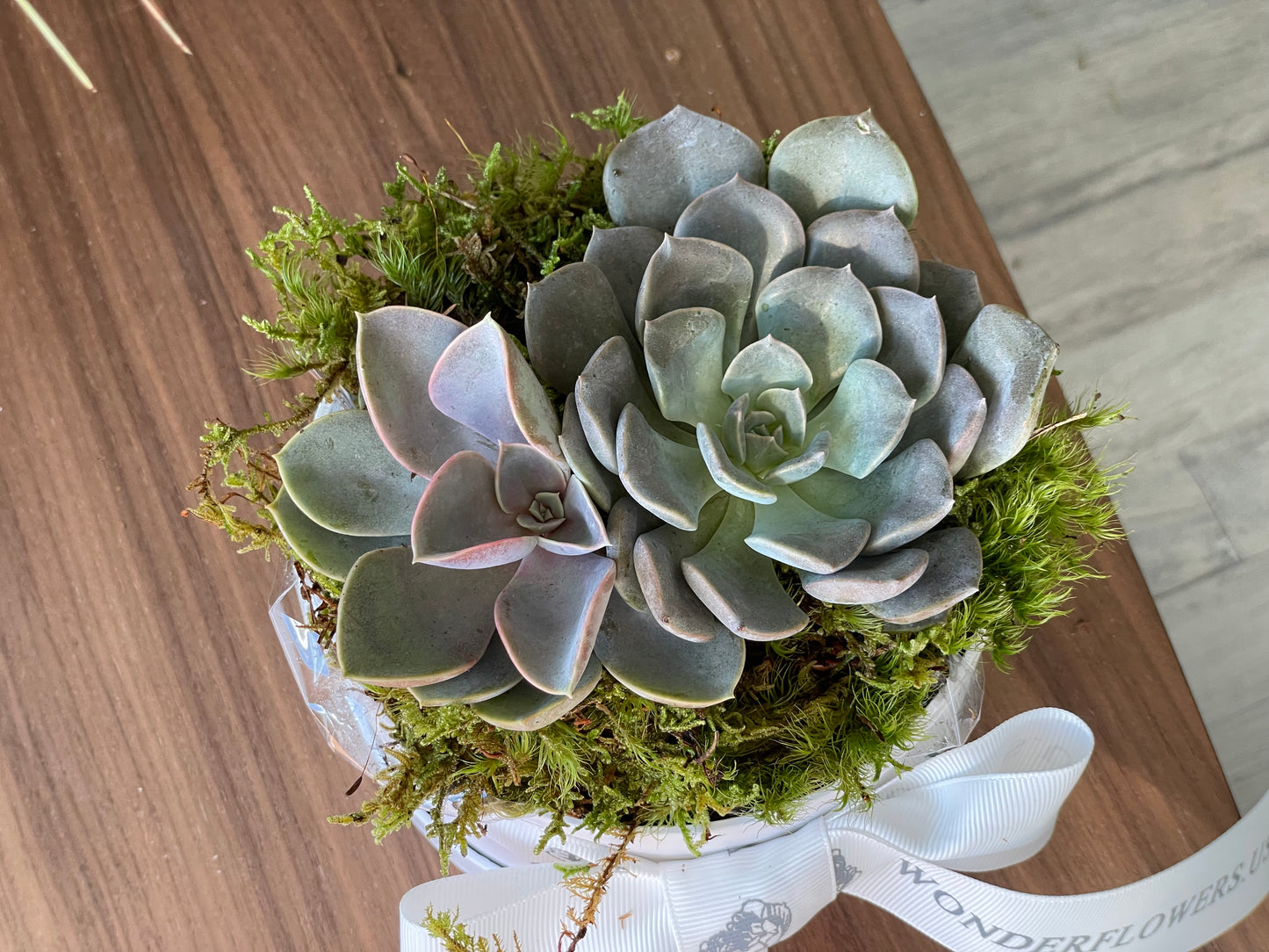 Chic Succulent Treasure