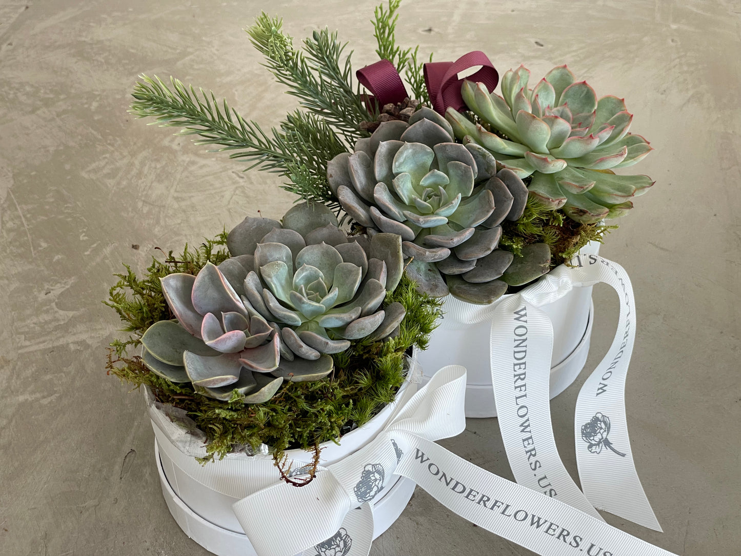 Chic Succulent Treasure