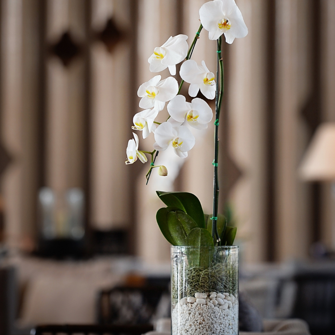 White Single Orchid