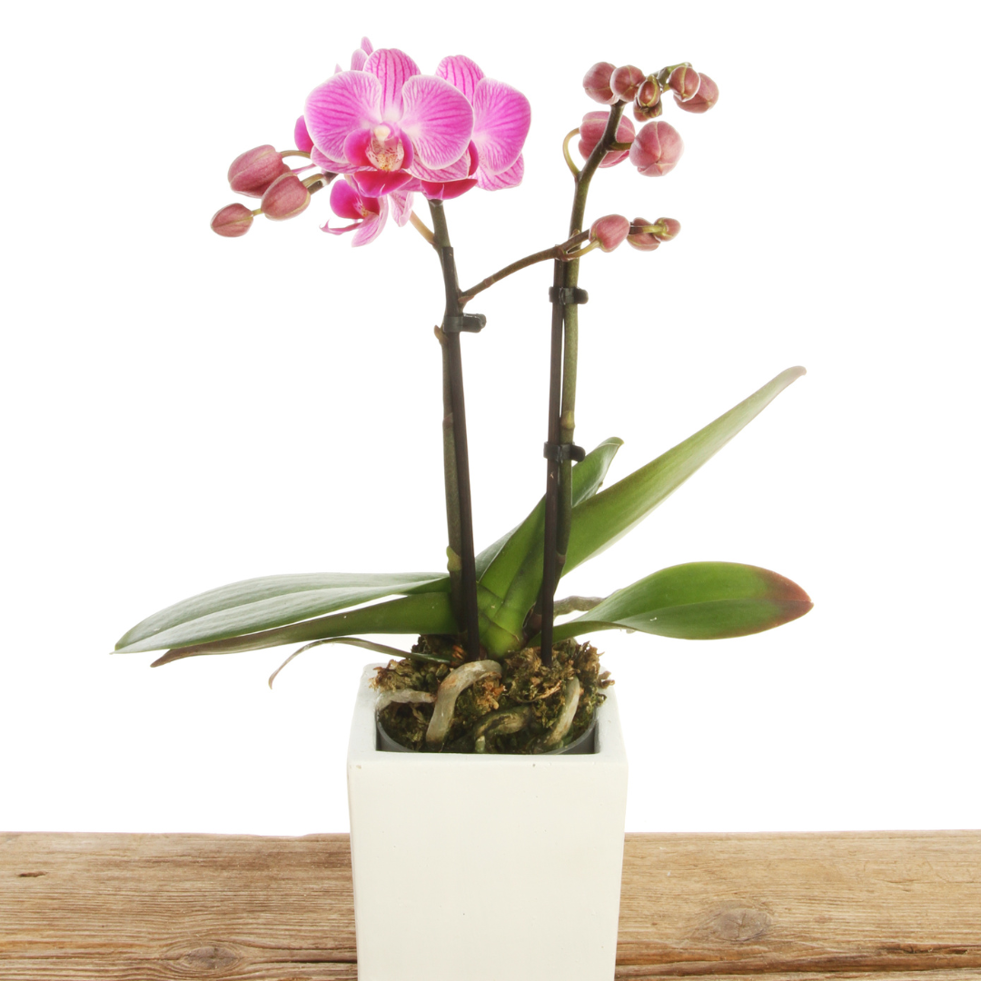 Pink Double Orchid in a vase