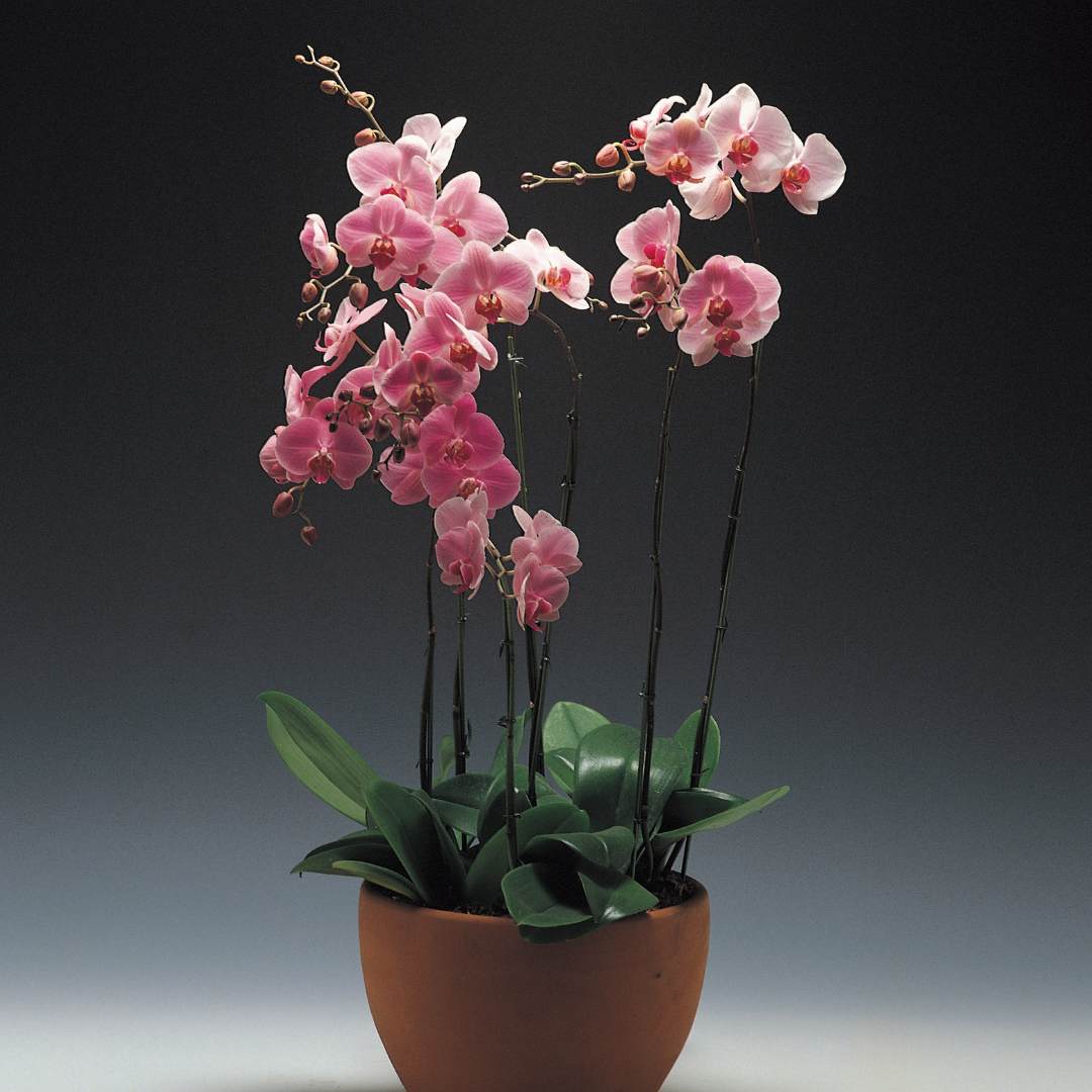 Pink Orchid arrangement in a vase