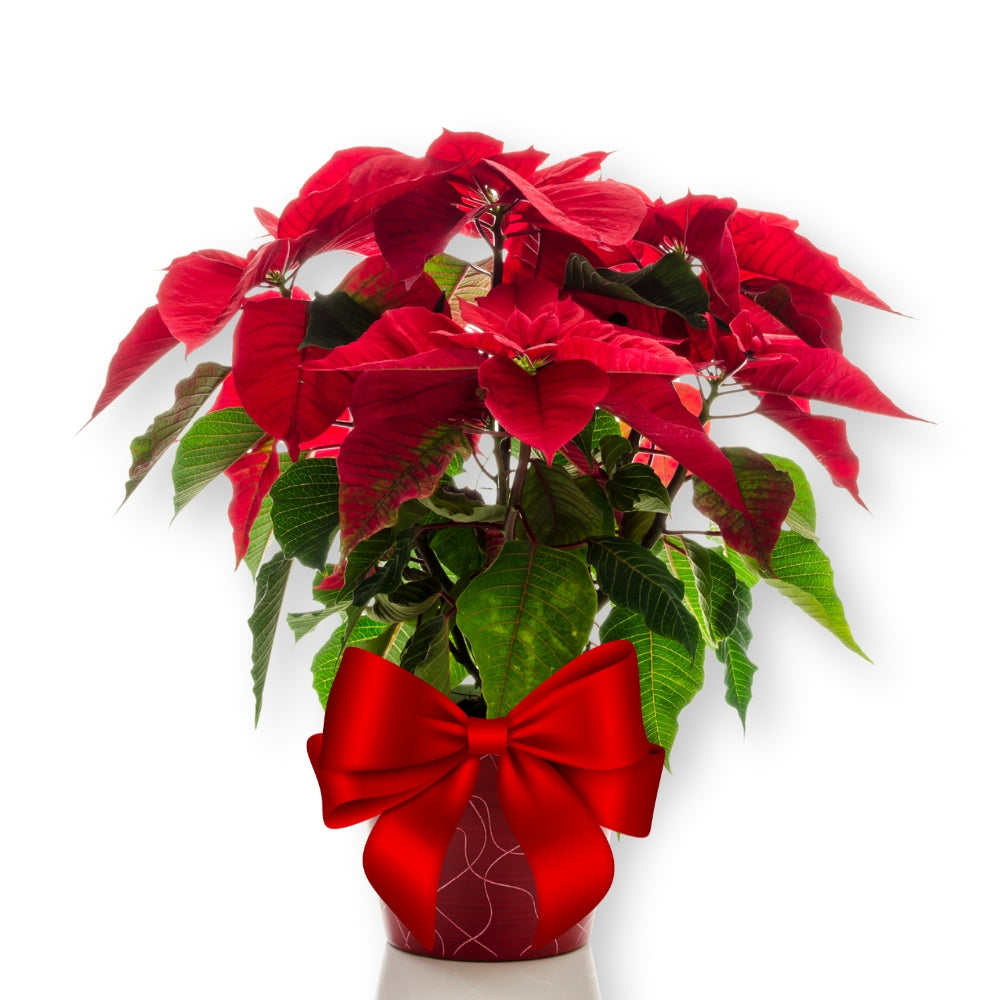 Large Poinsettia Plant