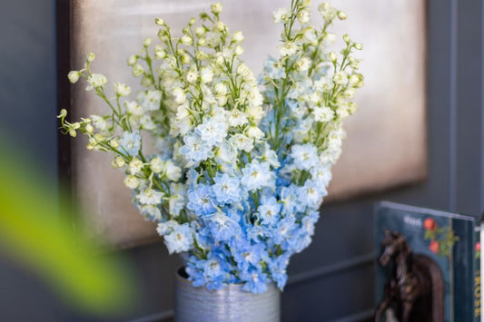 Blue Delphinium bouquet in a vase